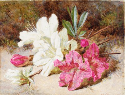 Azalea Bloom, c.1865-74 by Helen Cordelia Coleman Angell